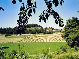 campo otto