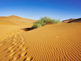 desert